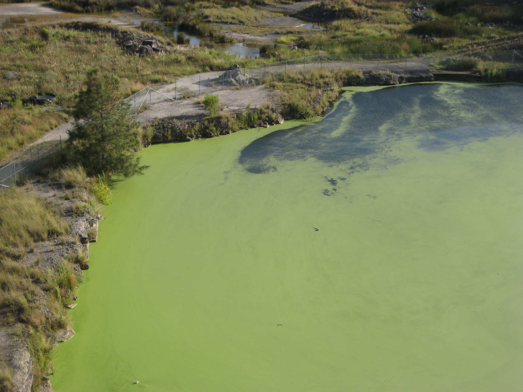Cooling Tower & Distribution Network Legionella Pneumophila Risk Assessment